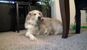 Une séance de câlins intense entre un chat et un chien