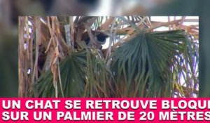 Un chat se retrouve bloqué sur un palmier de 20 mètres ! Plus d'infos dans la minute chat #102