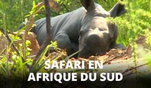Un safari sur les traces d'un bébé rhinocéros !
