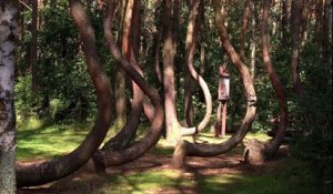 Krzywy Las : la forêt étrange aux mystérieuses déformations