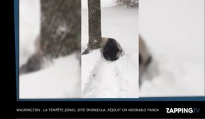 Washington : la tempête Jonas, dite Snowzilla, réjouit un adorable panda, la vidéo buzz !