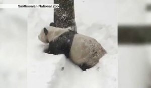 La neige fait aussi des heureux à Washington