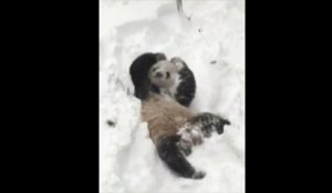 Un panda s'éclate dans la neige, un internaute l'imite