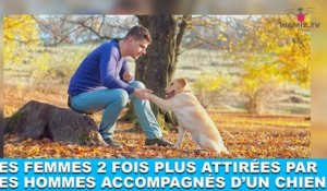 Les femmes seraient deux fois plus attirées par les hommes accompagnés d’un chien ! Plus d’infos dans la minute chien #111