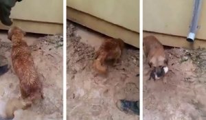 Une chienne sauve son chiot de la noyade sous une maison