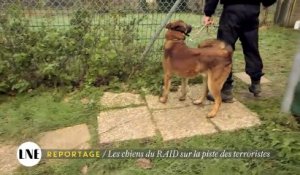 Reportage : les chiens du RAID sur la piste des terroristes - La Nouvelle Edition du 28/01