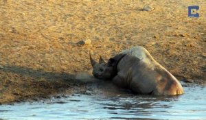 Esseulé, bloqué dans un point d'eau, encerclé par des lions : ce rhinocéros va tout faire pour s'en sortir