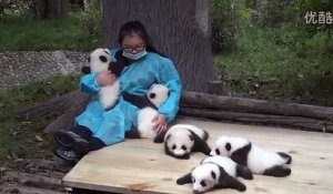 Elle gagne 2300 euros/mois pour câliner des bébés pandas