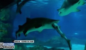 Zapping Télé du 1er février 2016 - Un requin avale un requin !