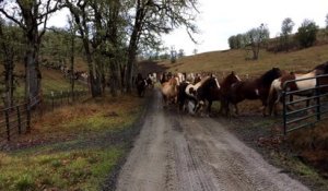 Un troupeau de 110 chevaux reviennent des paturages. Impressionnant