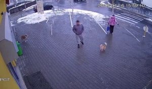 La réaction disproportionnée du maître d'un chien qui se fait attaquer par un congénère
