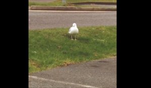 Une mouette danse sur Maniac... She's a maniac