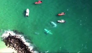 Un avion s'écrase dans l'eau au large de Miami