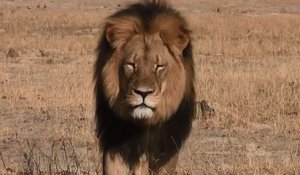 Zap vidéo: la lente agonie de Cecil le lion