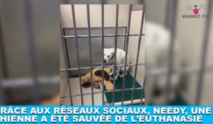 Grâce aux réseaux sociaux, Needy, une chienne a été sauvée de l'euthanasie ! L'histoire dans la minute chien #121