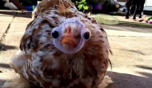 Un poule avec des googly eyes