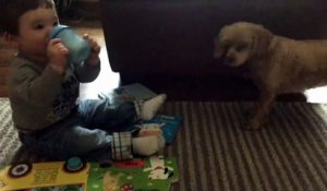 Un bébé partage son biberon avec son chien