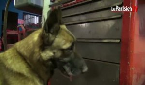 Les chiens de la gendarmerie dressés pour trouver des billets de banque