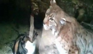 La rencontre improbable entre un chat et un lynx
