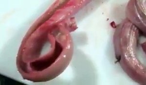 Un serpent éviscéré attaque ses tortionnaires