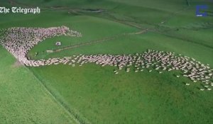 Vue aérienne incroyable d'un troupeau de milliers de moutons dans un champs en Nouvelle Zélande.