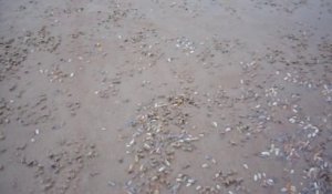 des palourdes sortent du sable