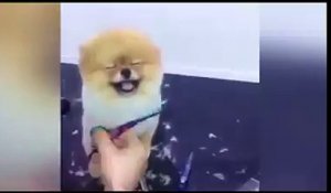 Ce chien adore sa nouvelle coupe
