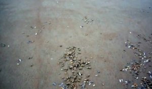 Des milliers de palourdes sortent du sable au moment de la marée montante