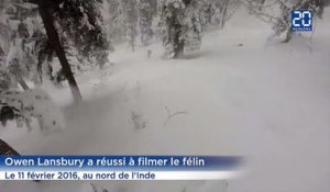 Des skieurs rencontrent par hasard un léopard des neiges