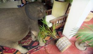 Elle adopte un éléphanteau qui fait des ravages dans sa maison