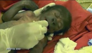Royaume-Uni : un bébé gorille naît par césarienne, une première pour le zoo de Bristol