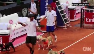 Chiens ramasseurs de balles de tennis au tournoi Brasil Open 2016