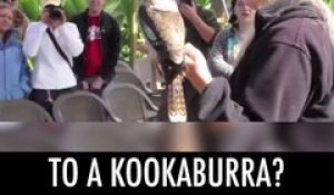 Un oiseau au cri vraiment drôle : le kookaburra