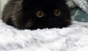 Gimo, le chat avec des yeux comme des billes