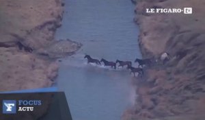 Des chevaux sauvages échappent à un feu de prairie