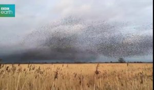Découvrez cette superbe migration de plus de 70 000 oiseaux
