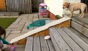 Ce jeune chien flemmard a trouvé la solution pour descendre les escaliers!