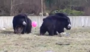 Des ours bruns jouent avec un ballon rose dans un Zoo