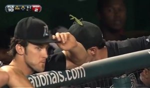 Un joueur de baseball regarde de travers une mante religieuse ... et elle l'attaque !