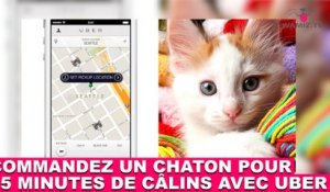 Commandez un chaton pour 15 minutes de câlins avec Uber ! Plus d'infos dans la minute chat #165