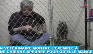 Un vétérinaire montre l'exemple à une chienne apeurée pour qu'elle mange ! Plus d'infos dans la minute chien #164
