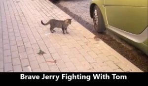 Chat VS Souris : Tom et jerry dans la vraie vie