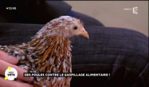 Des poules contre le gaspillage alimentaire !