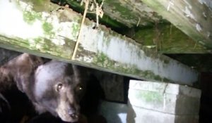 Une femme trouve un ours sous sa terrasse !