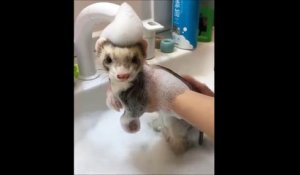 Ce petit furet adore prendre son bain