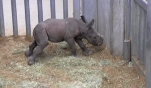 Naissance d’un bébé rhinocéros à Pairi Daiza