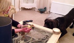 Les maîtres déposent une boîte devant leur chien…  Sa réaction est surprenante quand il voit le contenu