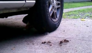 Le chat et la souris... Course-poursuite autour d'un pneu de voiture