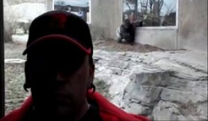 Ce gorille en veut à cet homme. Attaque impressionnante au zoo