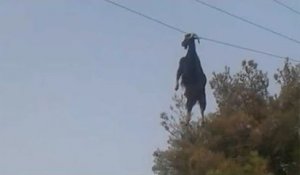 L'improbable sauvetage d'une chèvre suspendue à un câble électrique